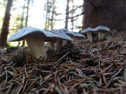 Image of Grey Agaric