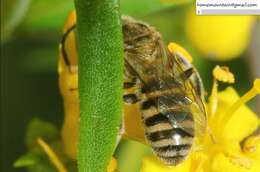 Image of Halictus aerarius Smith 1873