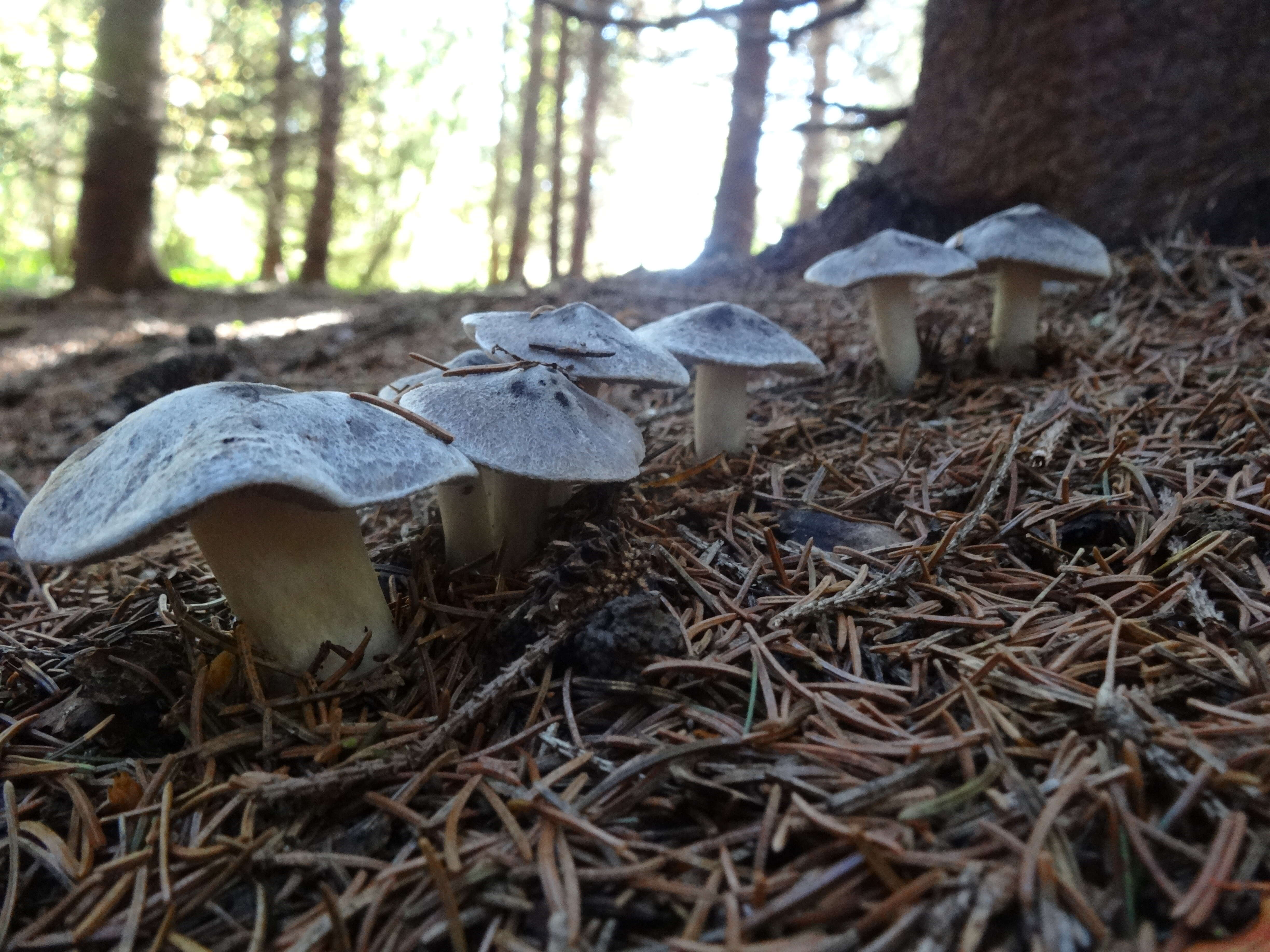 Image of Grey Agaric