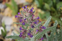 Imagem de Anchusa undulata L.