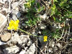 Image of Horseshoe-vetch