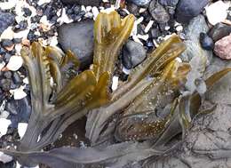 Image of Fucus ceranoides