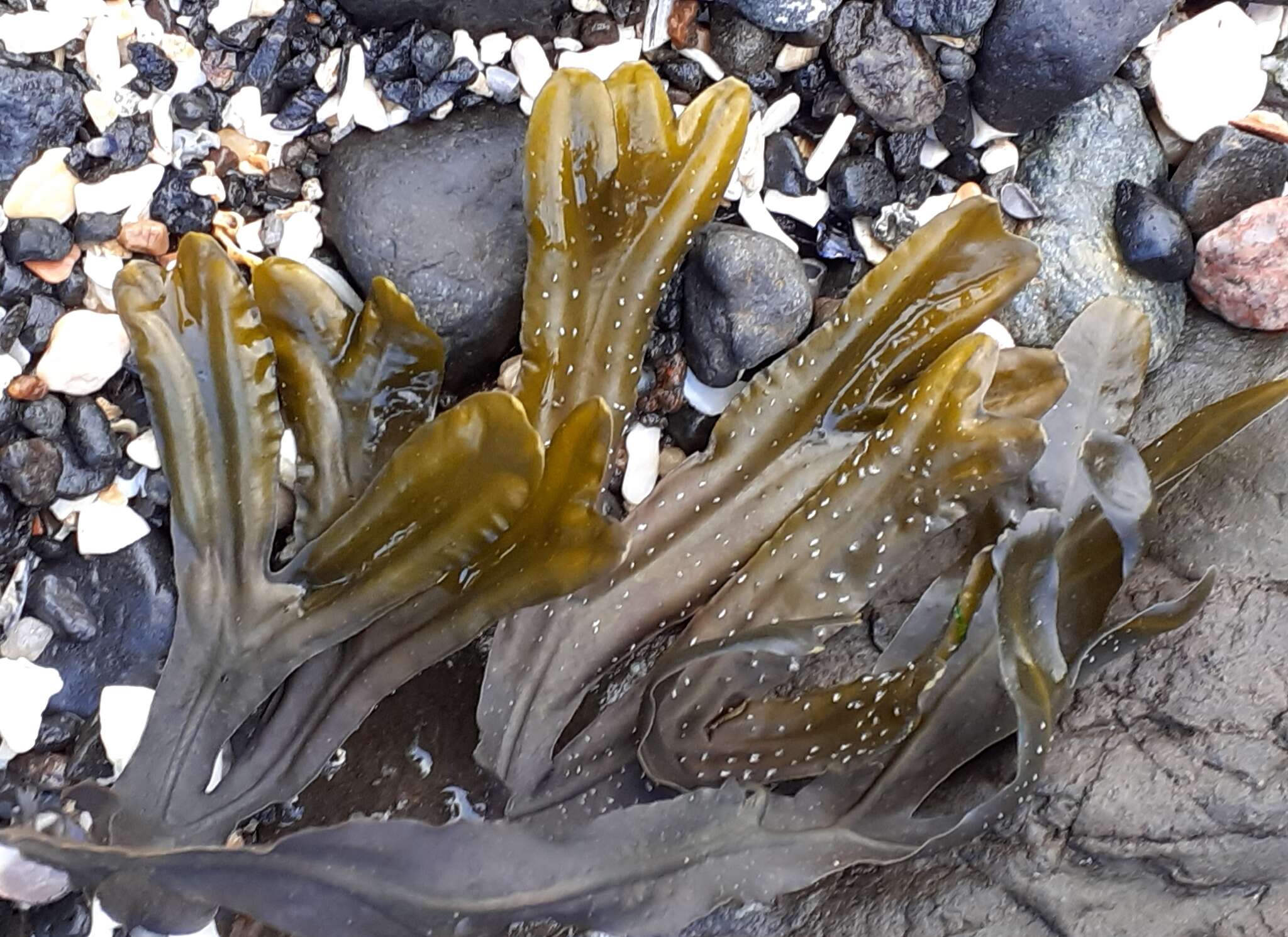 Image of Fucus ceranoides