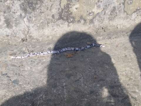 Image of Speckled Worm Lizard