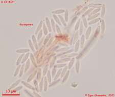 Image of Lachnum brevipilosum Baral 1985