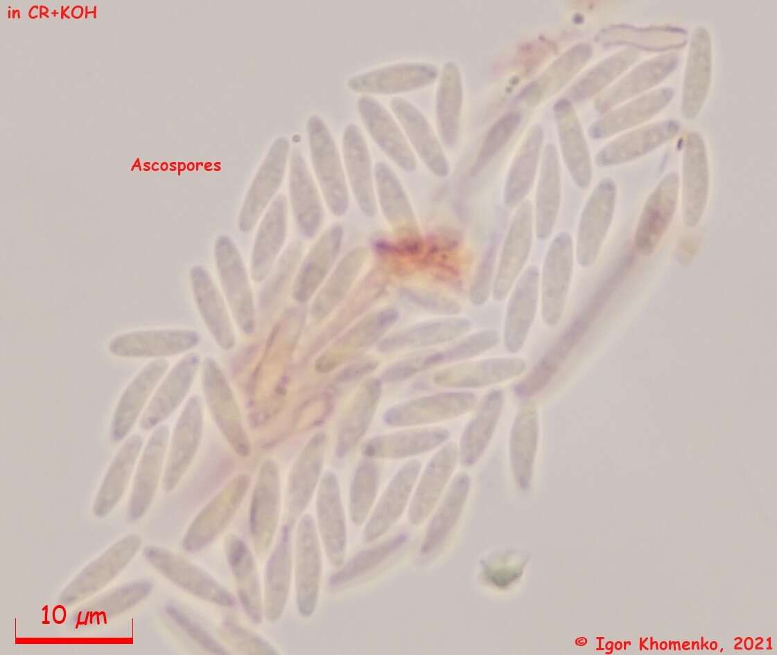 Image of Lachnum brevipilosum Baral 1985