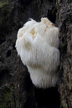 صورة Hericium erinaceus (Bull.) Pers. 1797