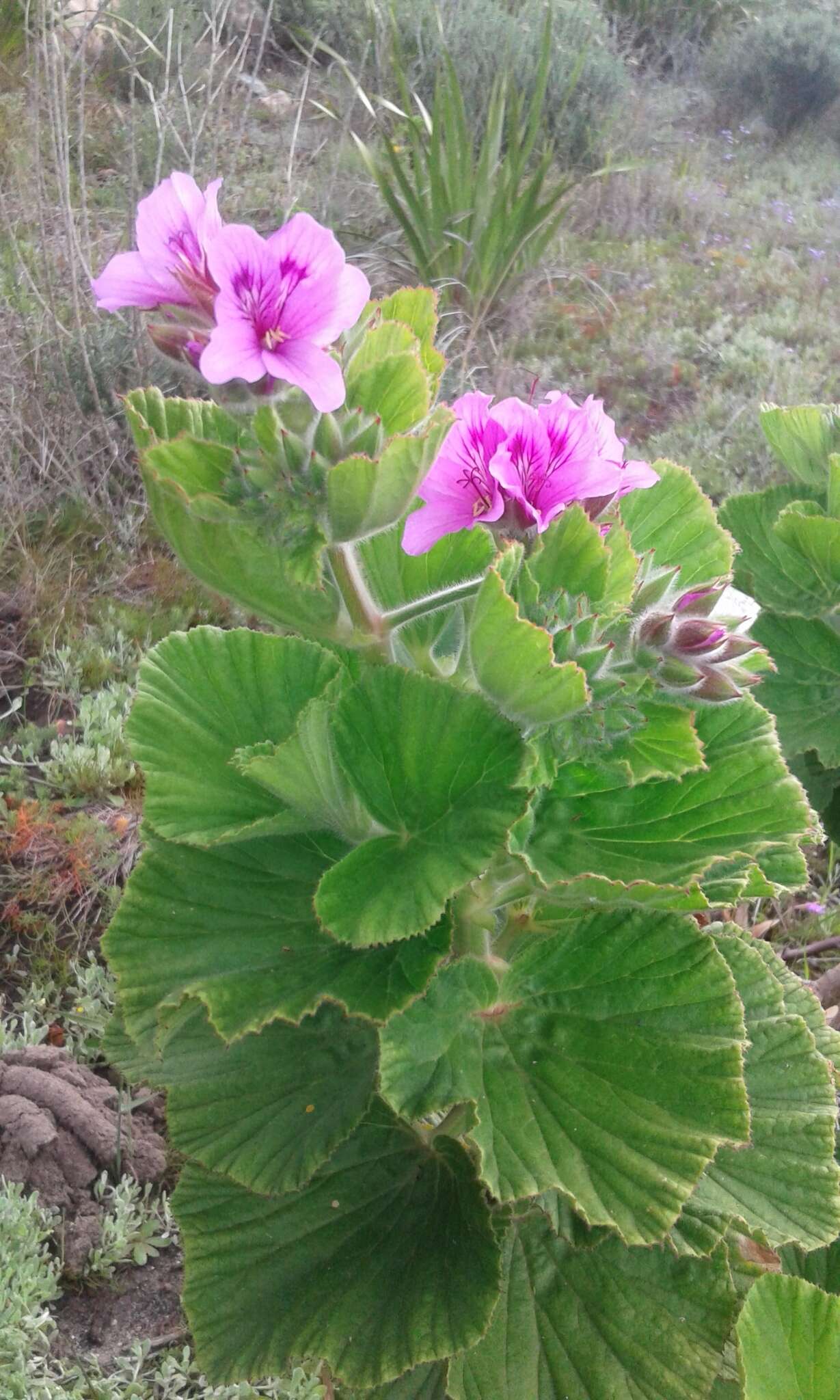 Слика од Pelargonium cucullatum subsp. tabulare B. Volschenk