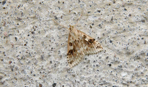 Image of Washington Udea Moth