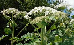 Image of Mantegazzi's Cow-Parsnip