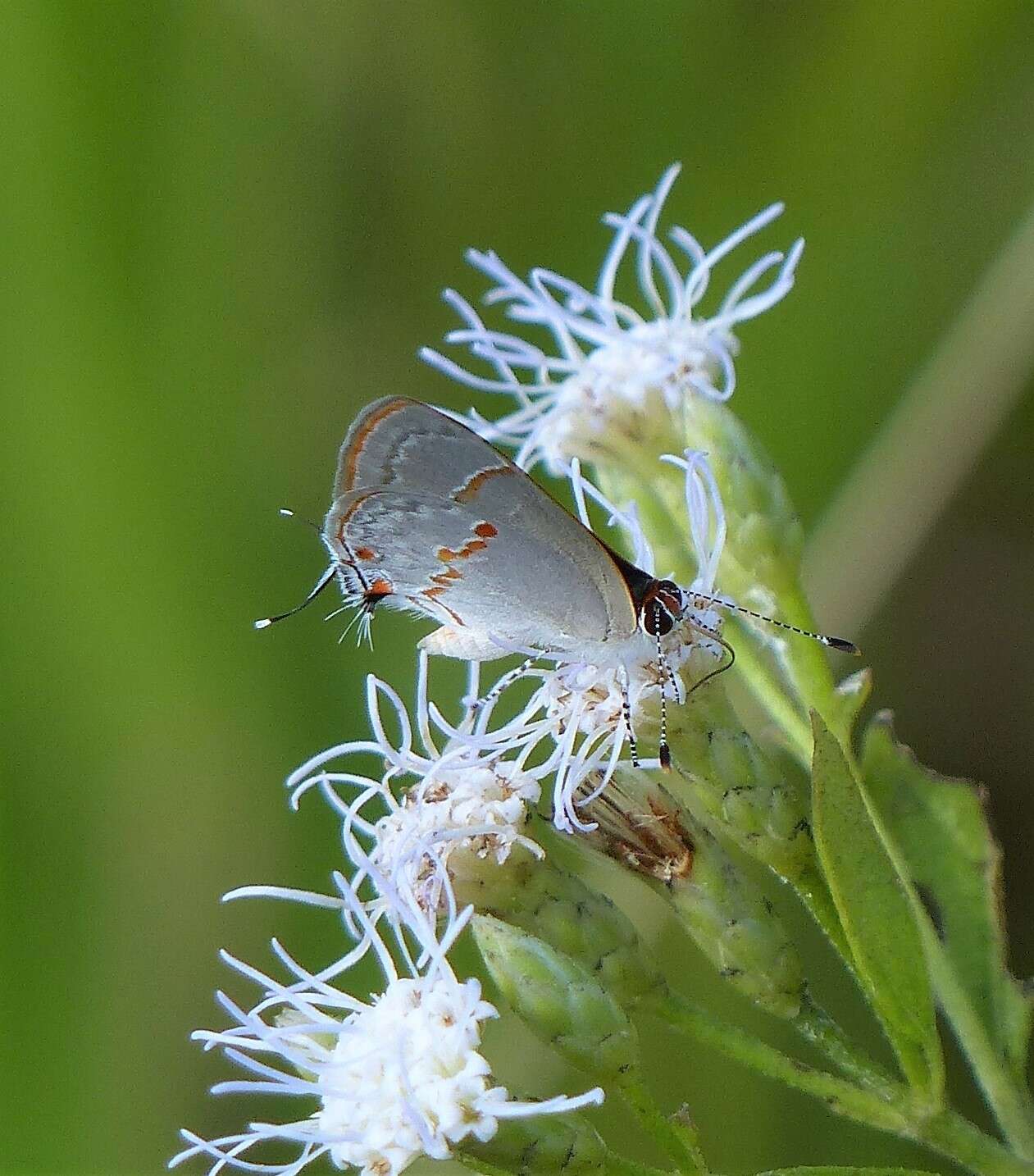 Image of Gray Ministreak