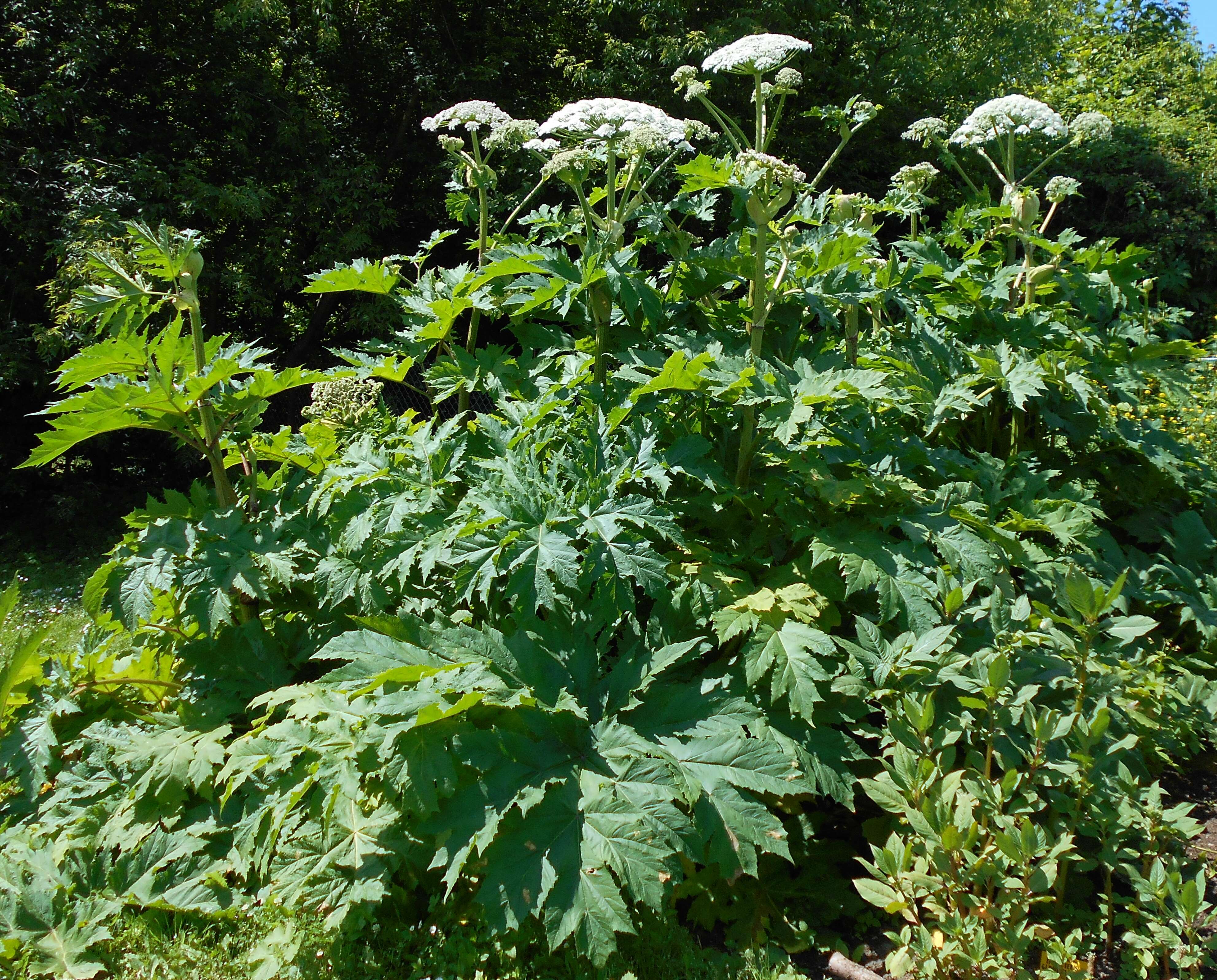 Image of Mantegazzi's Cow-Parsnip