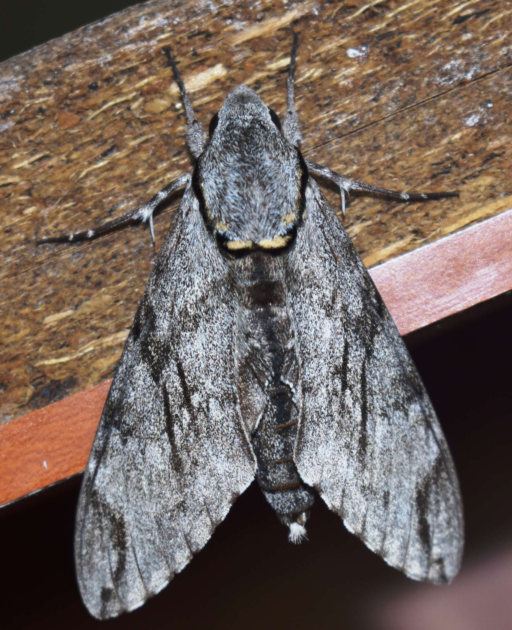 Image of Gray hawk moth