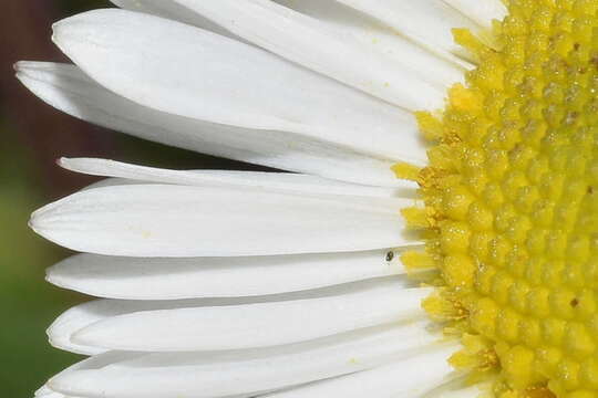 Image de Erigeron galeottii (Hemsl.) Greene