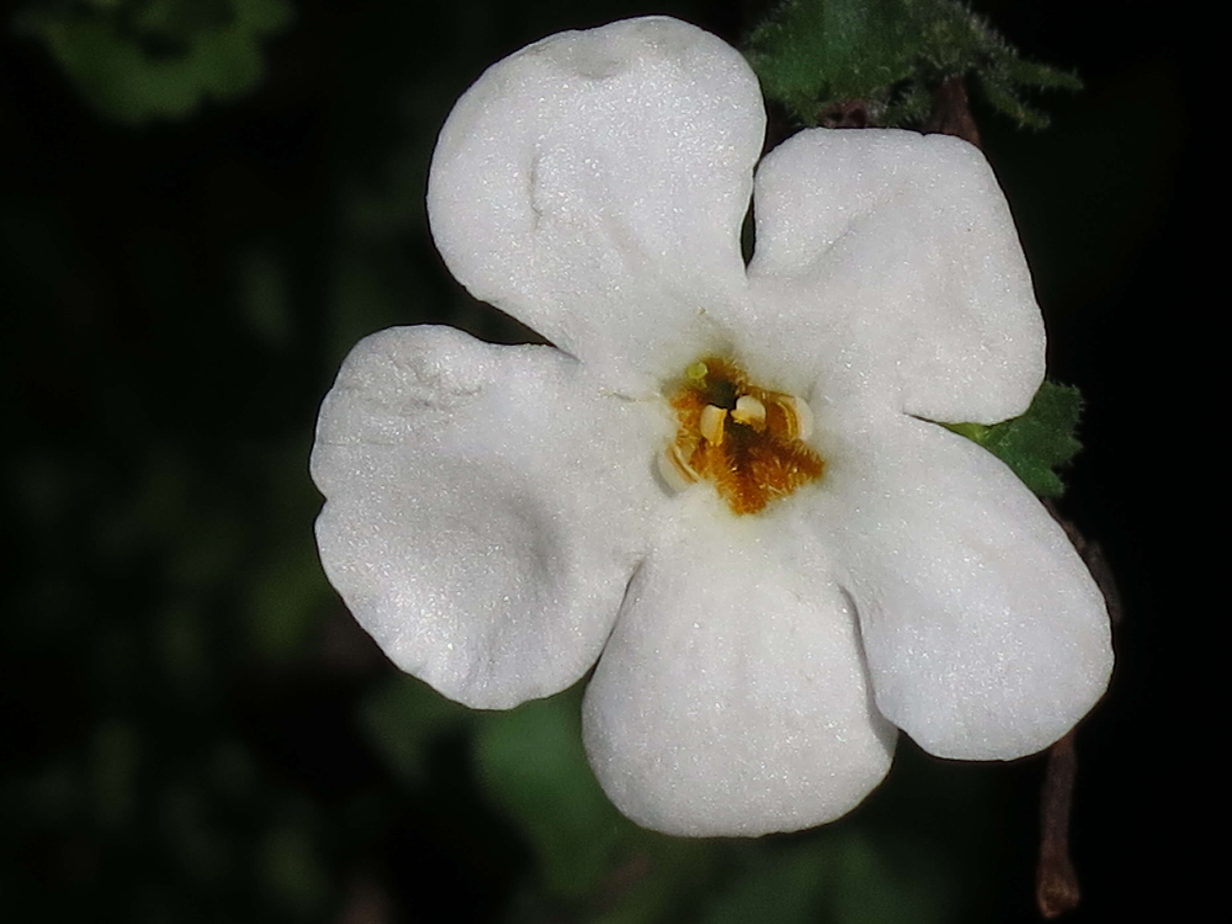 Image of Sutera cordata (Thunb.) Kuntze