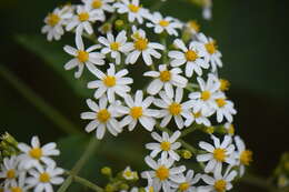 Image of Schistocarpha platyphylla Greenm.