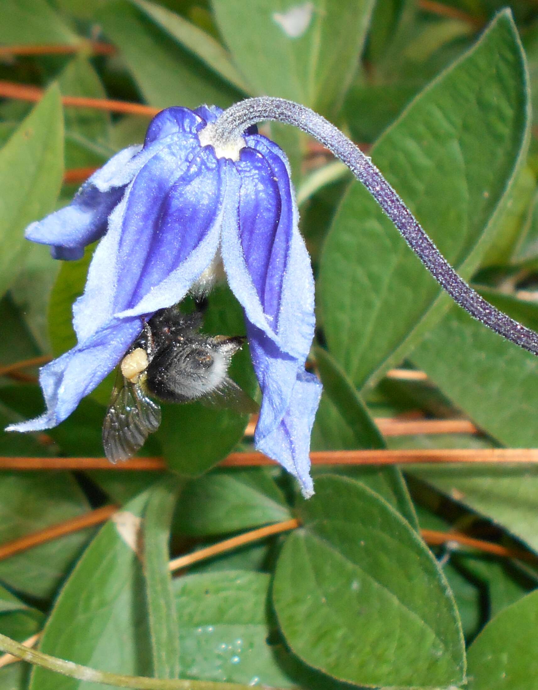 Imagem de Clematis integrifolia L.