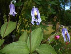 Imagem de Clematis integrifolia L.