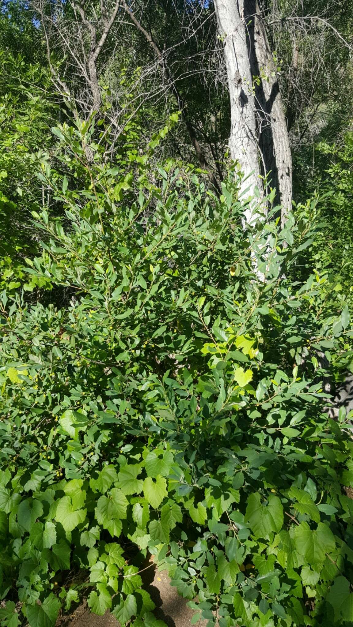 Image of beechleaf frangula