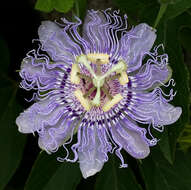 Image of Maypop