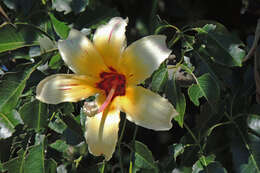 Image of Ceiba chodatii (Hassl.) P. Ravenna