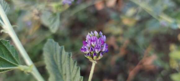 Image de Cullen corylifolium (L.) Medik.