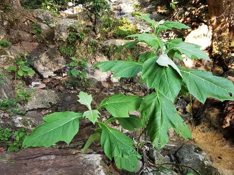 Verbesina olsenii B. L. Turner的圖片