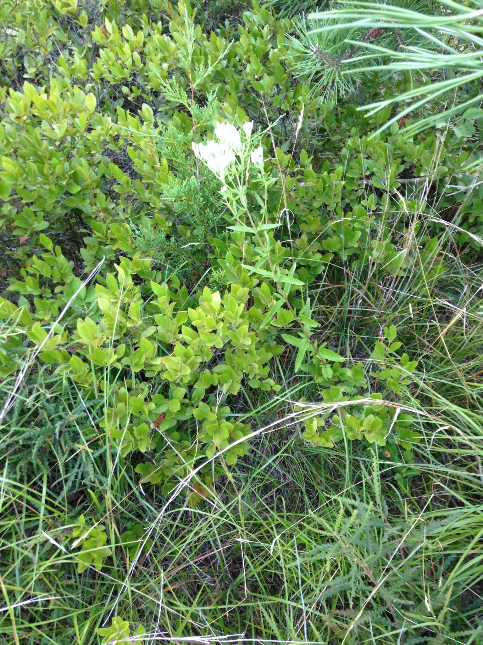 Eupatorium subvenosum (A. Gray) E. E. Schill.的圖片