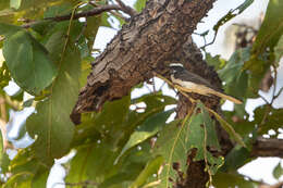 Image of White-browed Fantail