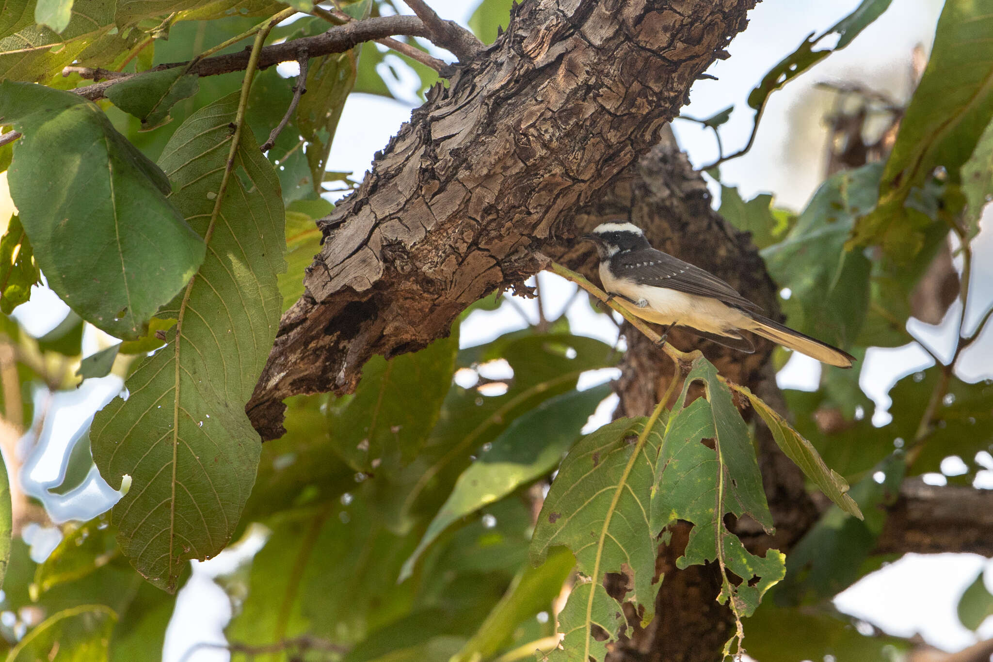 Image of White-browed Fantail