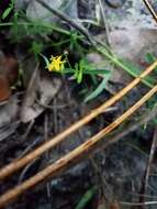 Image de Hypericum canadense L.