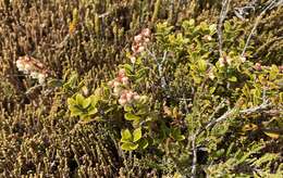 Image of Gaultheria colensoi Hook. fil.