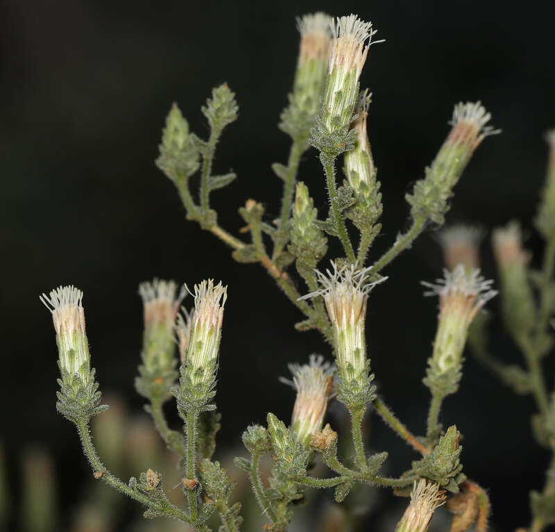 Слика од <i>Brickellia <i>microphylla</i></i> var. microphylla