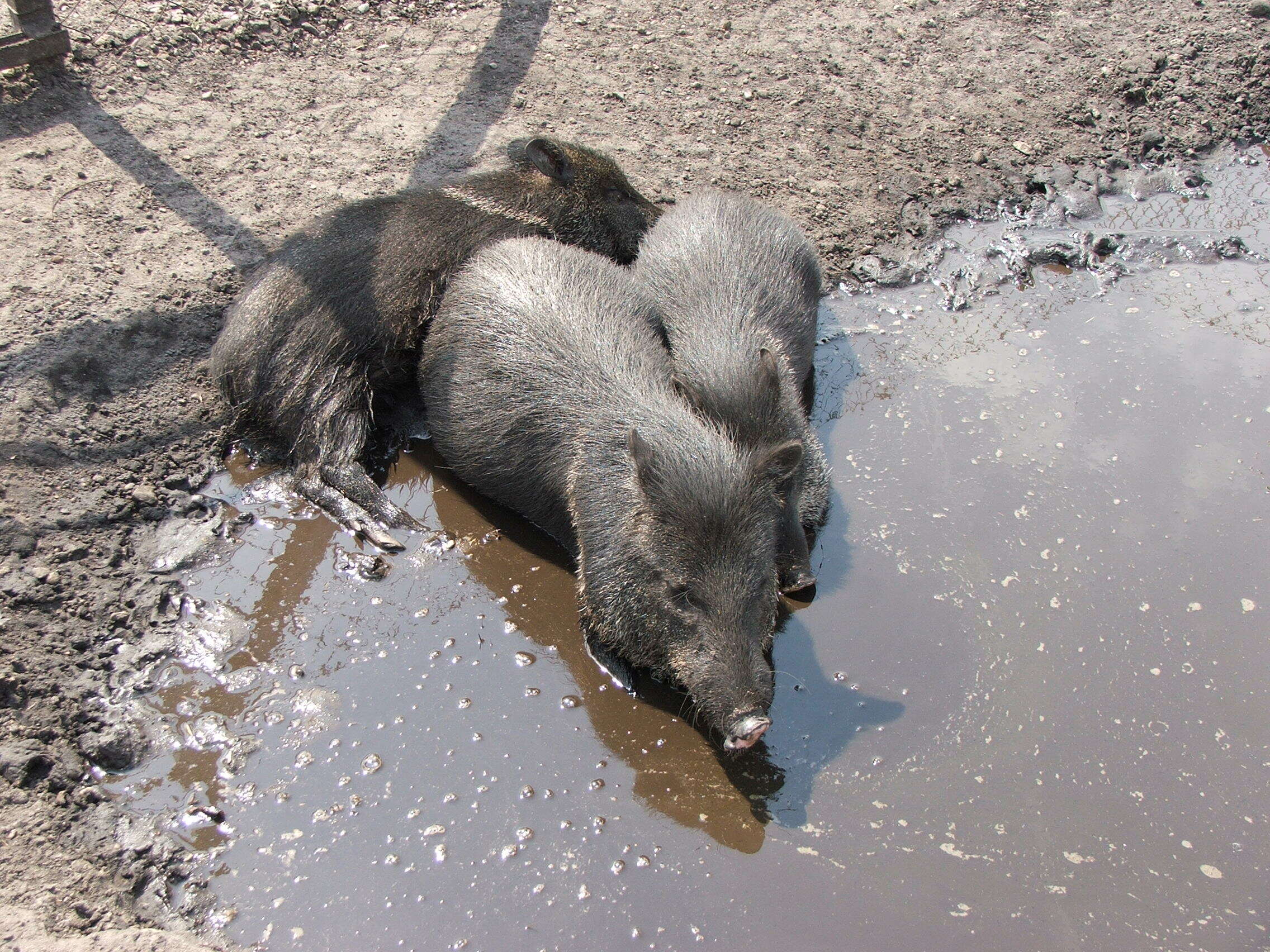 Imagem de Caititu, porco-do-mato