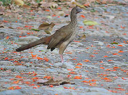 Image of Speckled Chachalaca