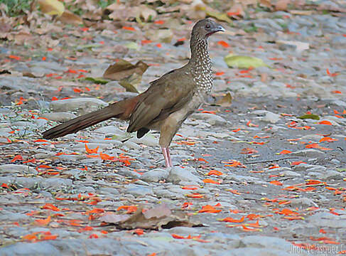 Image of Speckled Chachalaca