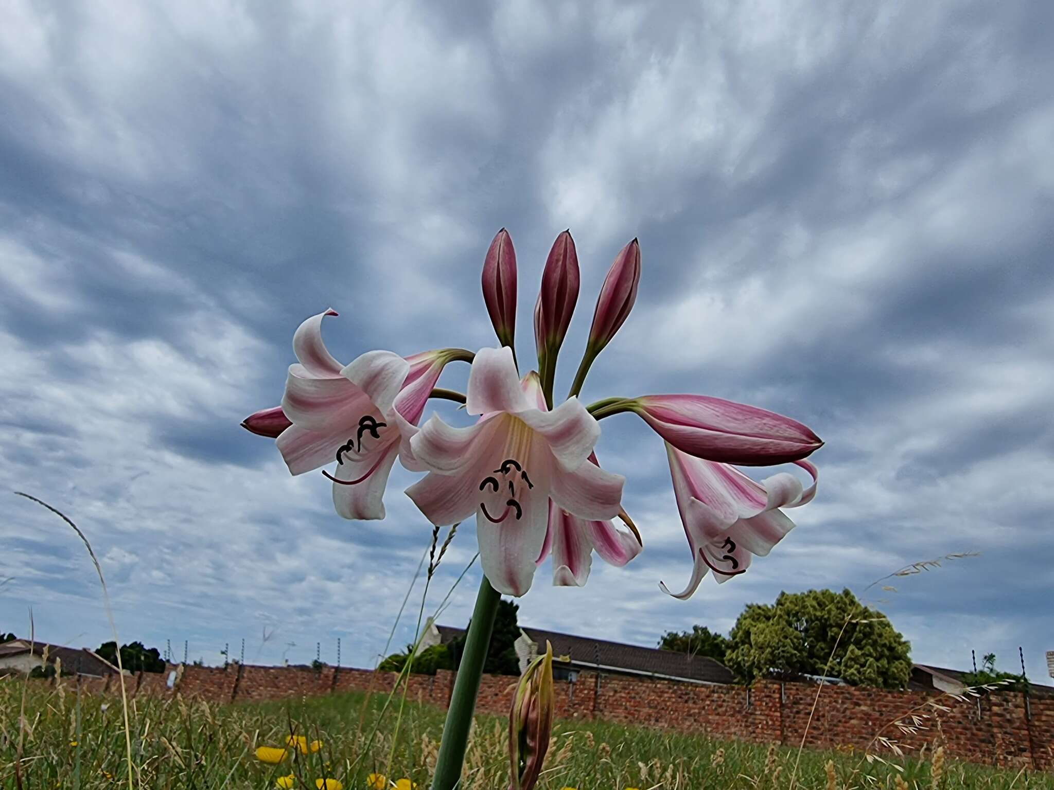 Image of Crinum lineare L. fil.