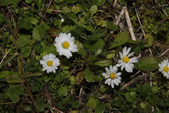 Image of Bellis annua subsp. annua