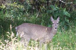 Image de Odocoileus virginianus goudotii (Gay & Gervais 1846)