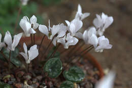 Image of Cyclamen cilicium subsp. intaminatum (Meikle) Ietsw.