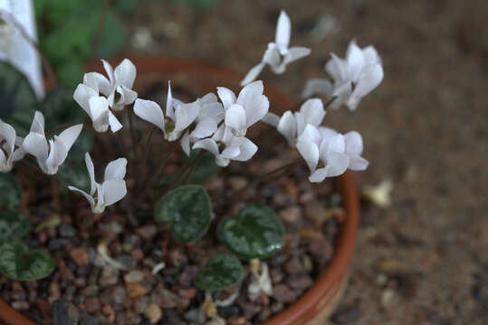 Image of Cyclamen cilicium subsp. intaminatum (Meikle) Ietsw.