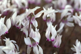 Слика од Cyclamen graecum Link