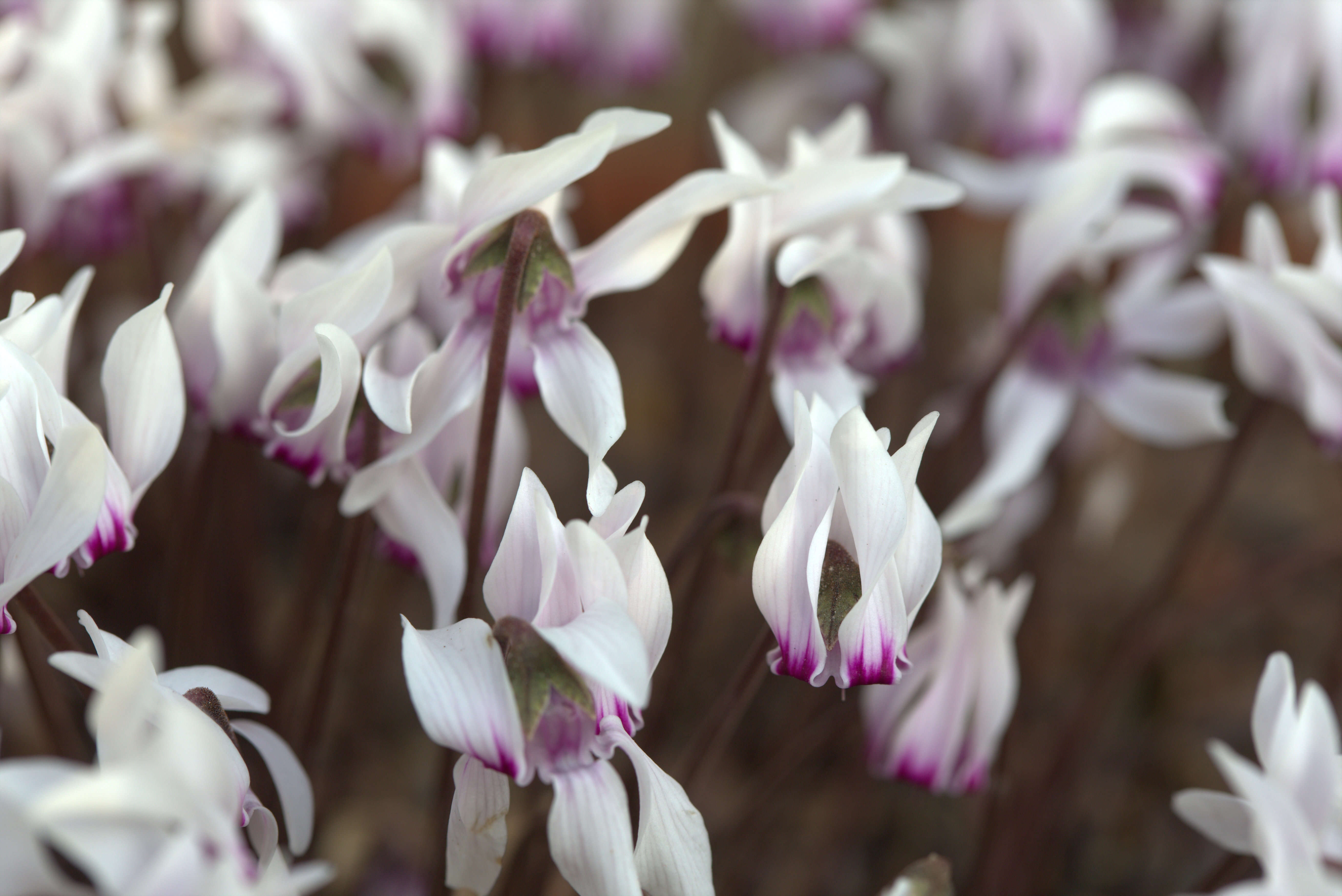 Слика од Cyclamen graecum Link