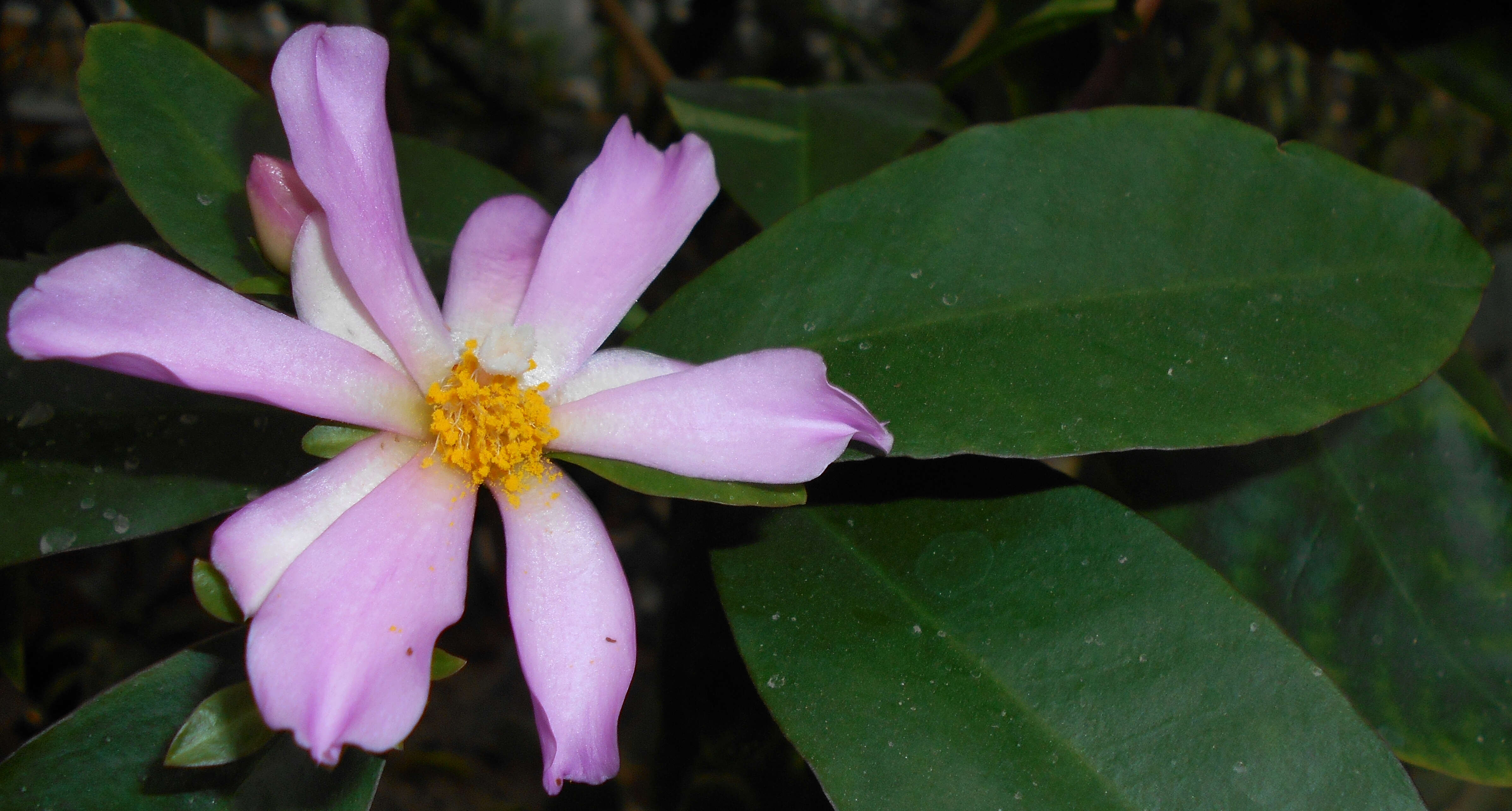 Image of Rose Cactus