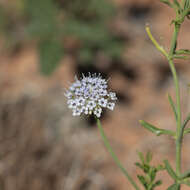 Imagem de Trachymene glaucifolia (F. Müll.) Benth.