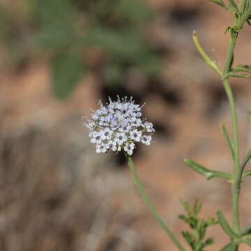 Image of Trachymene glaucifolia (F. Müll.) Benth.