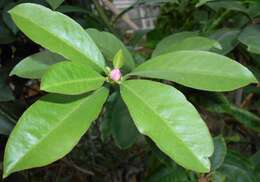 Image of Rose Cactus