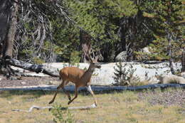 Odocoileus hemionus inyoensis Cowan 1933的圖片