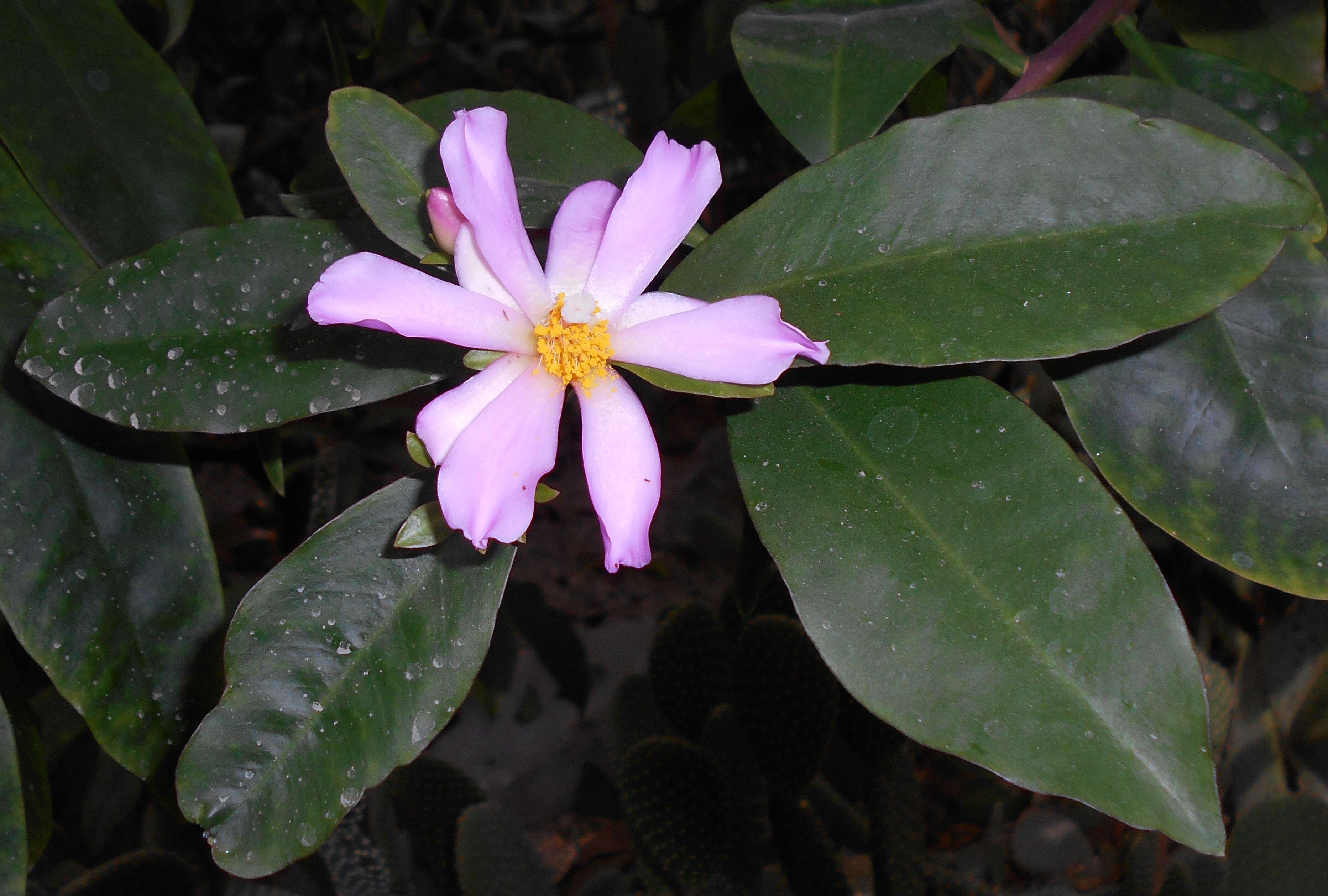 صورة Pereskia grandifolia Haw.