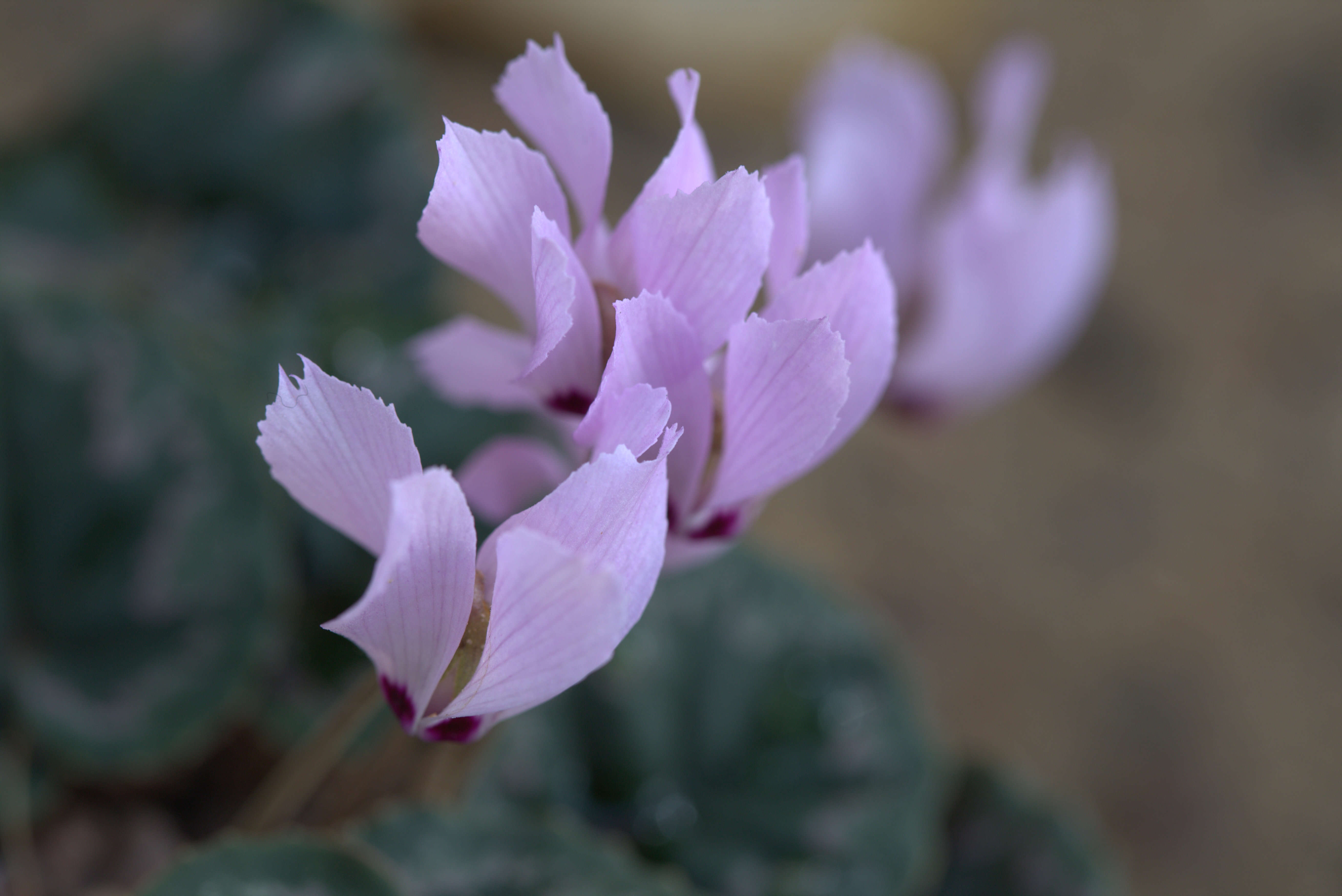 Image of Cyclamen cilicium subsp. mirabile (Hildebr.) Ietsw.